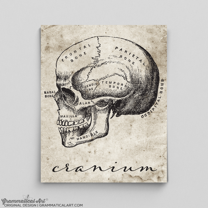 Cranium Print  Grammatical Art